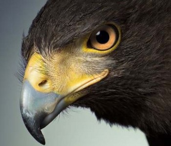 Peuloane Private Security Specialists