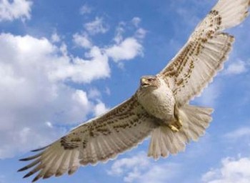 Peuloane Private Security Specialists